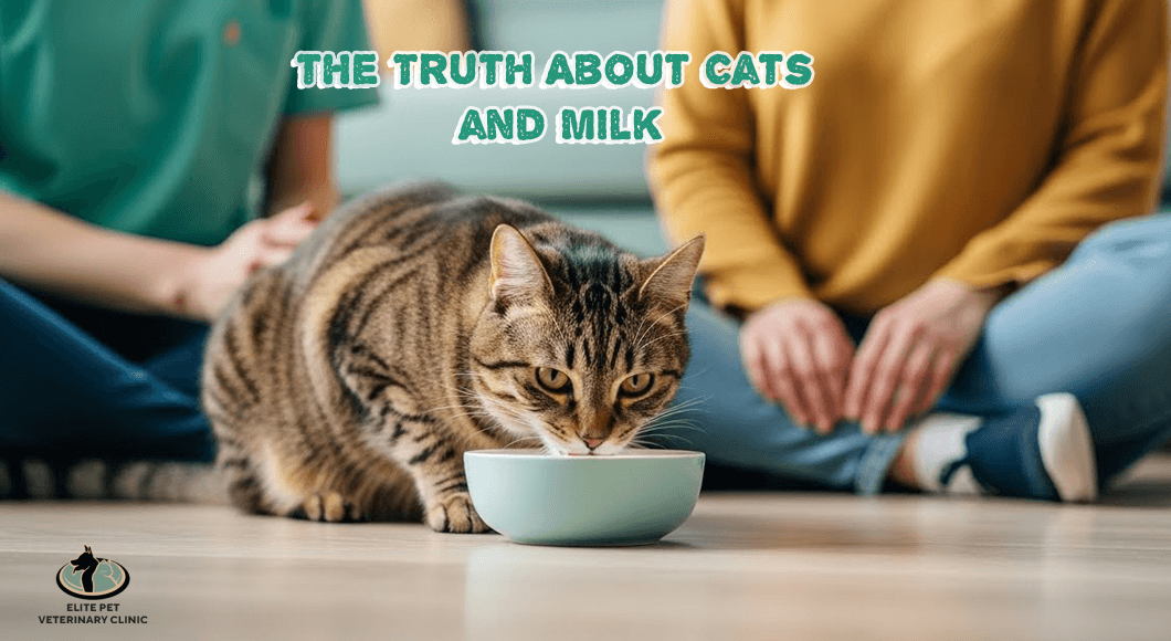 Are Cats Lactose Intolerant? The Truth Behind the Saucer of Milk