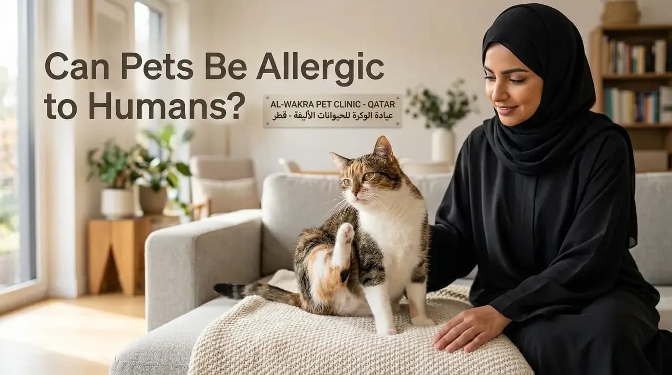Pet Allergies to Humans Can Your Cat Be Allergic to Your Perfume or Cleaning Products?