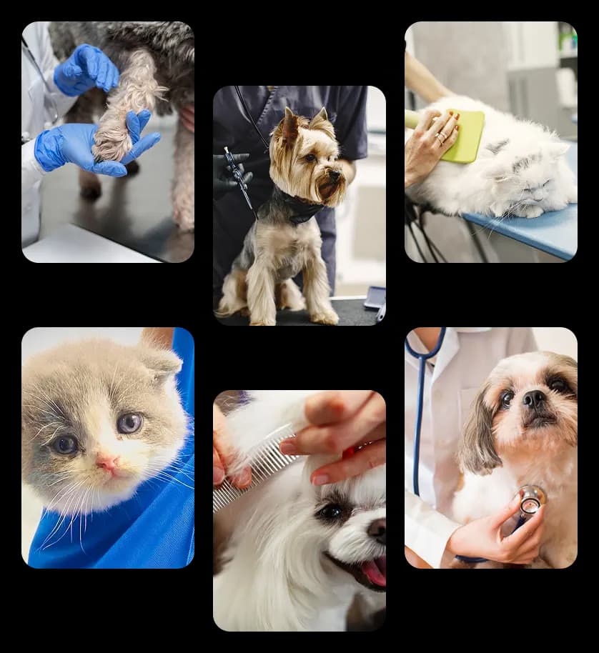photo gallery mobile