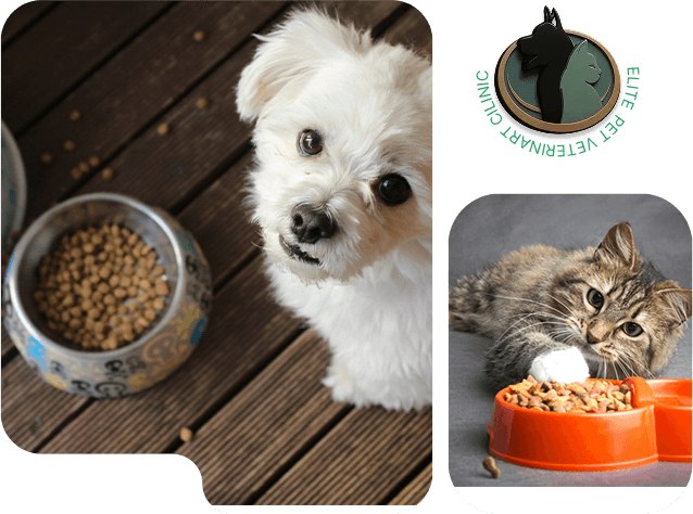 Prescription veterinary diets for cats and dogs
