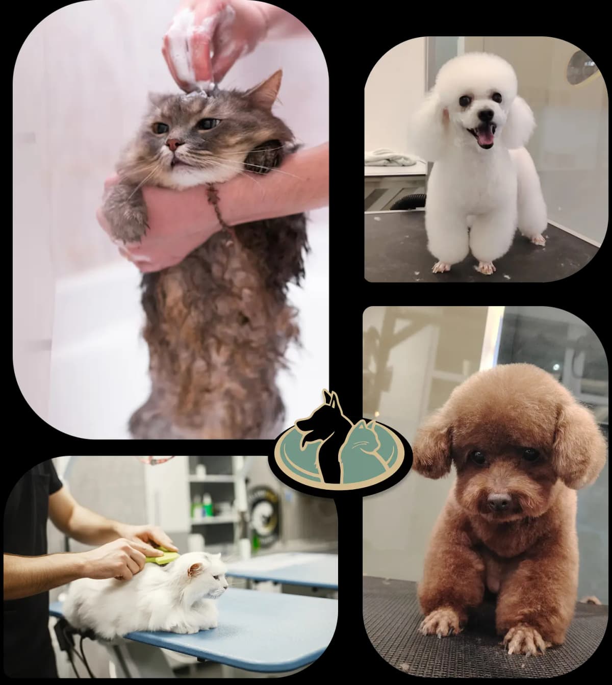 grooming presentation