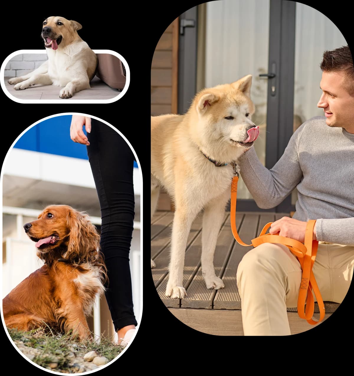 pet boarding luxury