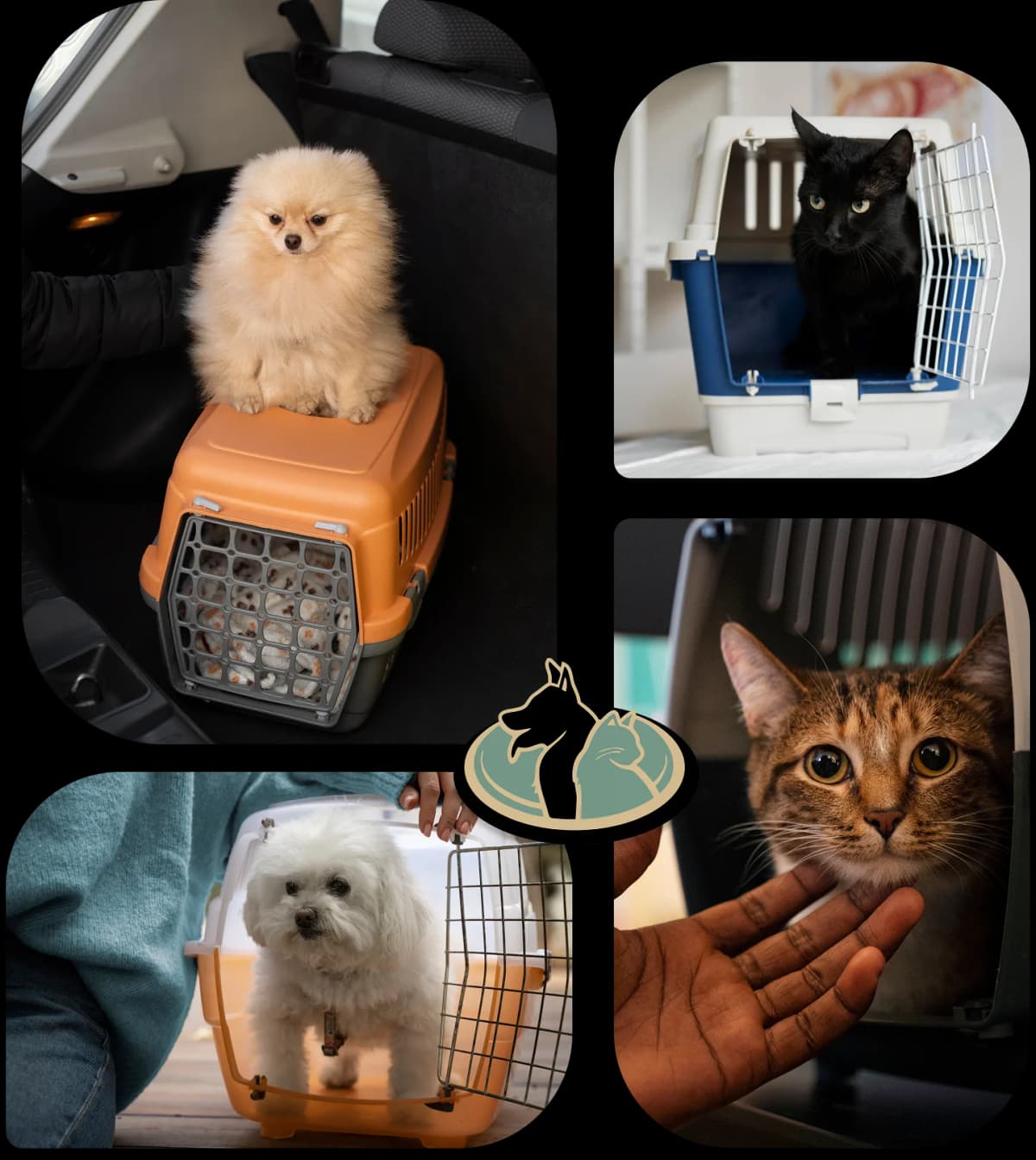 pet boarding presentation