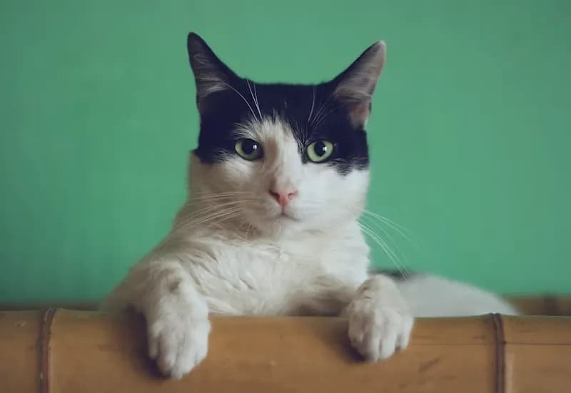 Healthy happy cats