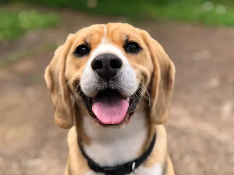 Healthy happy dog