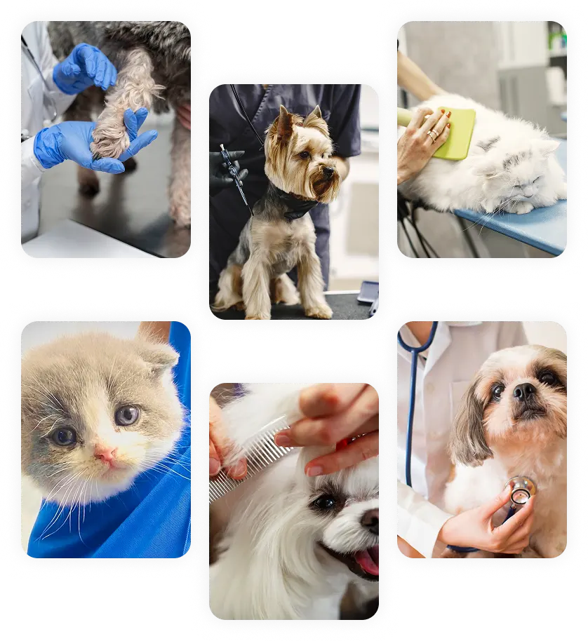 photo gallery mobile