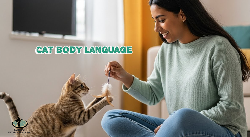 كيفية التواصل مع القطط: فهم لغة حيوانك الأليف السرية
