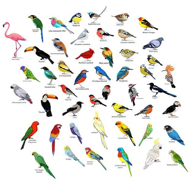 Birds