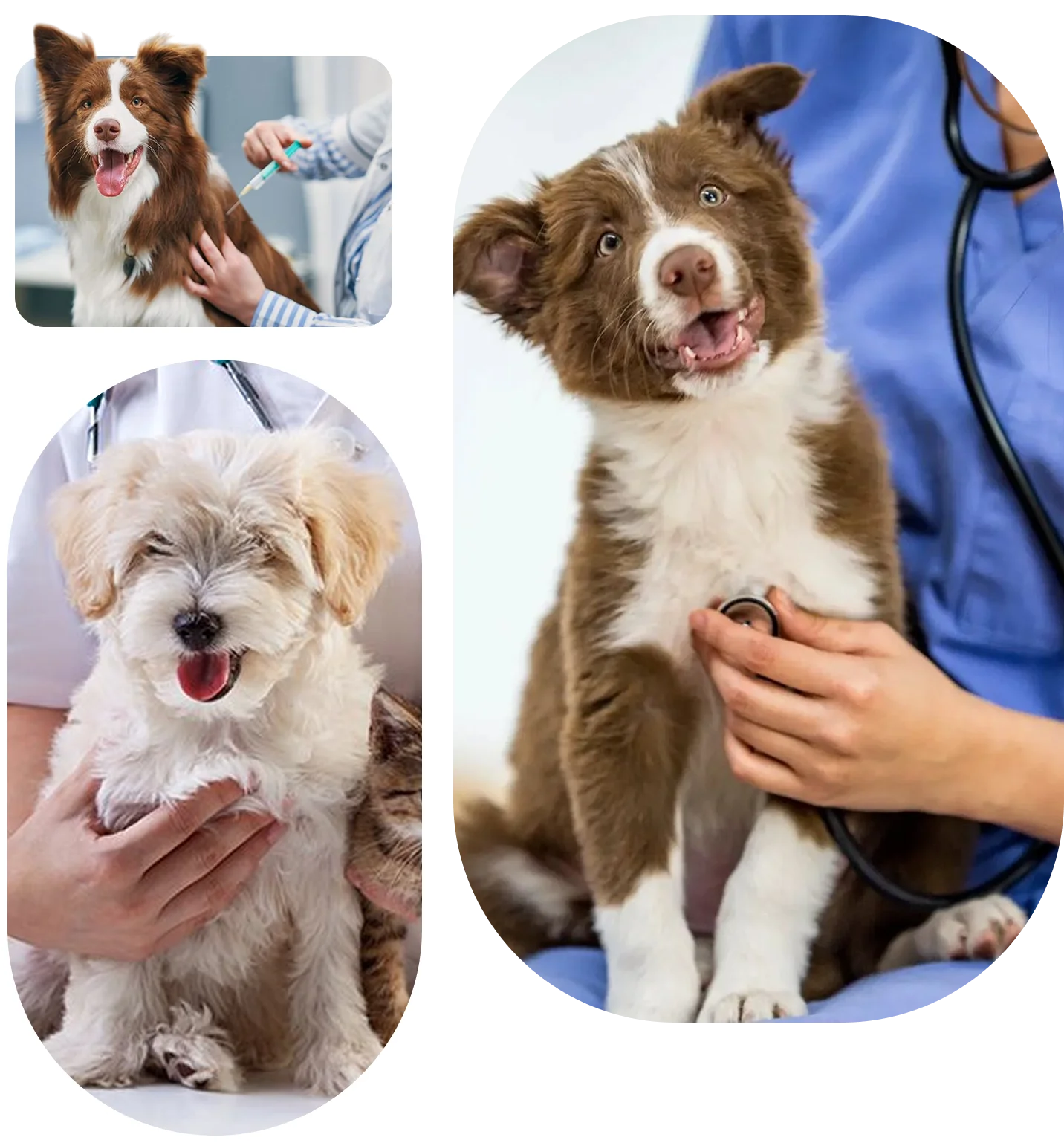 medical services luxury
