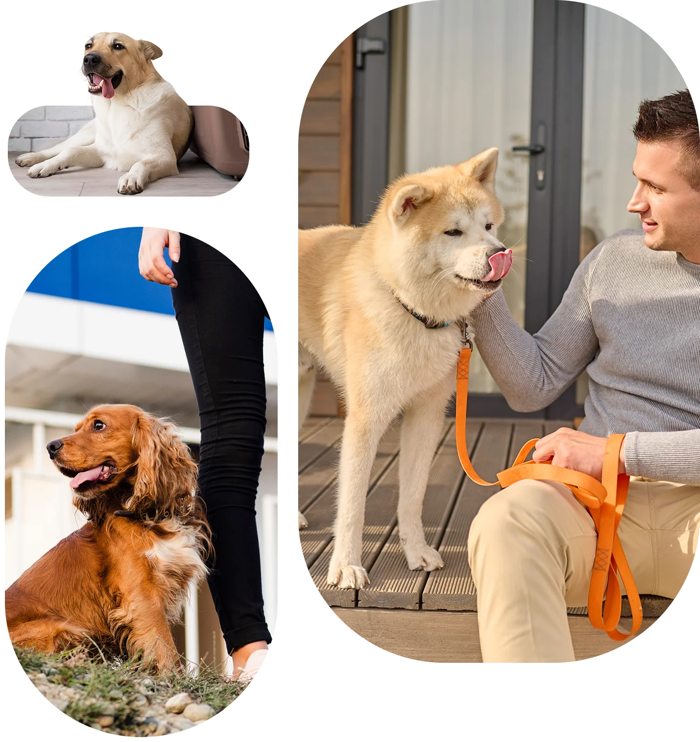 pet boarding luxury
