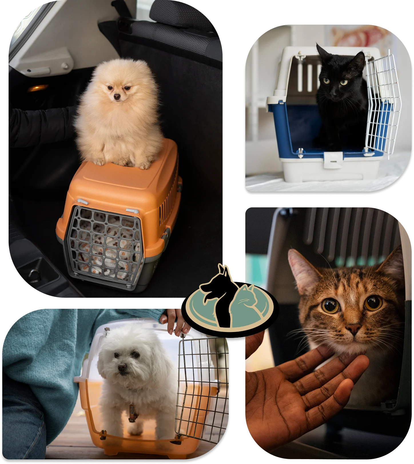 pet boarding presentation